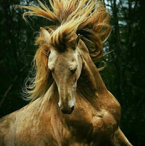 morenomocka